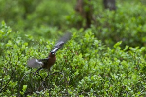 Fringilla coelebs (Pinson des arbres)