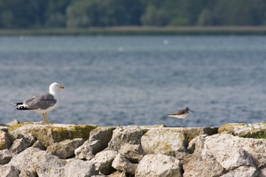 Tringa nebularia (Chevalier aboyeur)