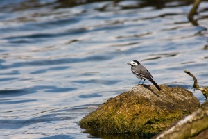 Motacilla alba (Bergeronnette grise)