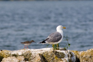 Tringa totanus (Chevalier gambette)