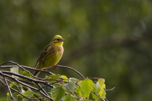 Emberiza citrinella (Bruant jaune)