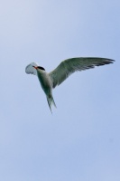 Sterna hirundo (Sterne pierregarin)