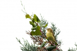 Phylloscopus trochilus (Pouillot fitis)