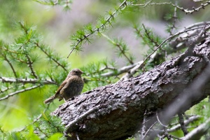 Erithacus rubecula (Rouge-gorge familier)