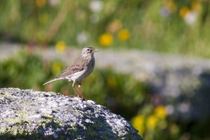 Anthus spinoletta (Pipit spioncelle)