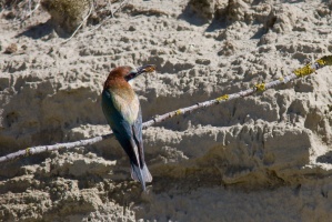 Merops apiaster (Guêpier d'Europe)