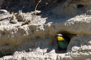 Merops apiaster (Guêpier d'Europe)