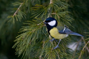 Parus major (Mésange charbonnière)