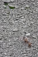 Rupicapra pyrenaica (Chamois)