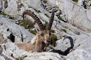 Capra ibex (Bouquetin)