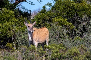Tragelaphus oryx (Eland du Cap)