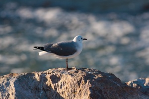 Larus hartlaubii (Mouette de Hartlaub)