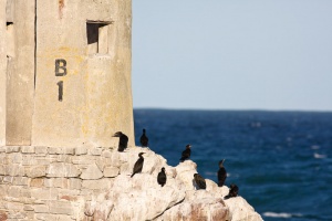 Phalacrocorax capensis (Cormoran du Cap)