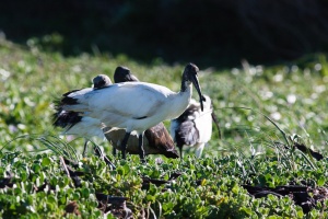 Threskiornis aethiopicus (Ibis sacré)