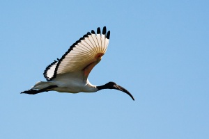 Threskiornis aethiopicus (Ibis sacré)