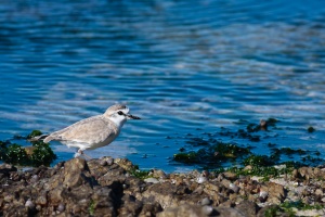 Charadrius marginatus (Pluvier à front blanc)