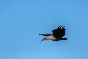 Bostrychia hagedash (Ibis hagedash)