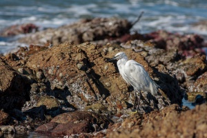 Egretta garzetta (Aigrette garzette)