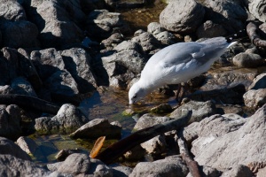 Larus hartlaubii (Mouette de Hartlaub)