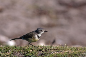 Motacilla capensis (Bergeronnette du Cap)