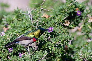 Cinnyris chalybeus (Souimanga chalybée)