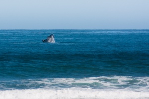 Eubalaena australis (Baleine franche australe)