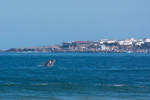 Eubalaena australis (Baleine franche australe)