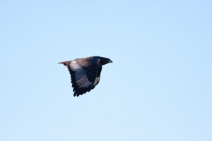 Buteo rufofuscus (Buse rounoir)