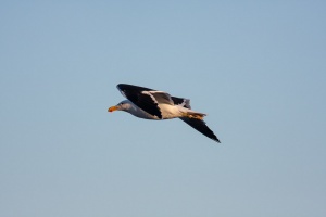 Larus vetula (Goéland du Cap)