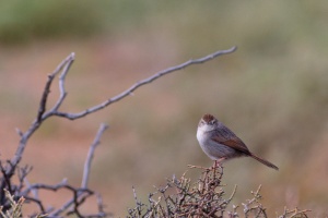 Malcorus pectoralis (Prinia à joues rousses)