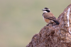 Oenanthe pileata (Traquet du Cap)