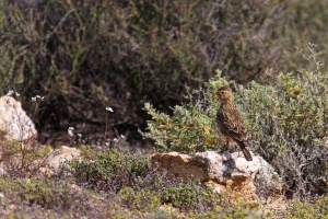 Galerida magnirostris (Cochevis à gros bec)