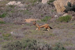 Canis mesomelas (Chacal à chabraque)