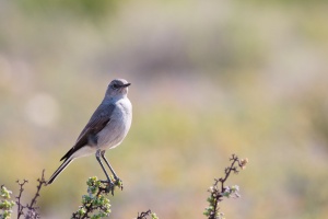 Emarginata schlegelii (Traquet du karoo)