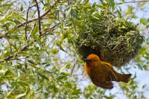 Ploceus capensis (Tisserin du Cap)