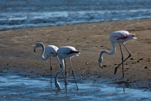 Phoenicopterus ruber (Flaman rose)