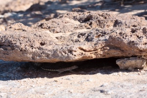 Lézard, sp. indet.