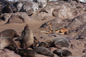 Canis mesomelas (Chacal à chabraque); Arctocephalus pusillus (Otarie à fourure d'Afrique du sud)