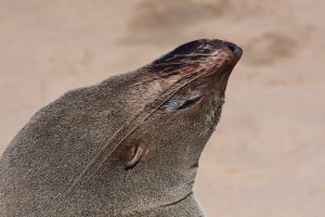 Arctocephalus pusillus (Otarie à fourure d'Afrique du sud)