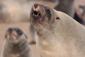 Arctocephalus pusillus (Otarie à fourure d'Afrique du sud)