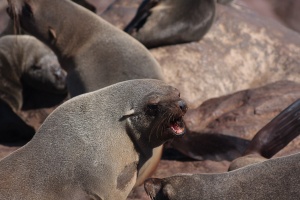 Arctocephalus pusillus (Otarie à fourure d'Afrique du sud)