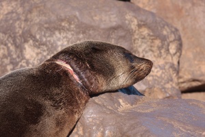 Arctocephalus pusillus (Otarie à fourure d'Afrique du sud)