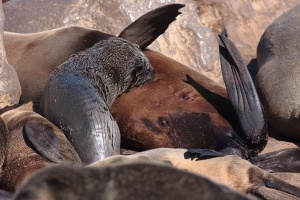 Arctocephalus pusillus (Otarie à fourure d'Afrique du sud)