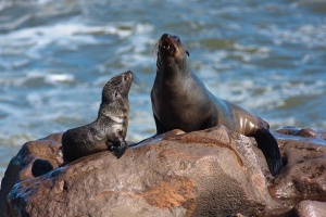 Arctocephalus pusillus (Otarie à fourure d'Afrique du sud)