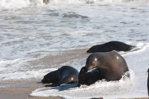 Arctocephalus pusillus (Otarie à fourure d'Afrique du sud)