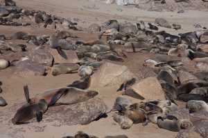 Arctocephalus pusillus (Otarie à fourure d'Afrique du sud)