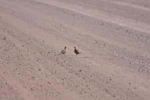 Pterocles namaqua (Ganga namaqua)