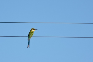 Merops hirundineus (Guépier à queue d'aronde)