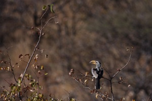 Tockus leucomelas (Calao leucomèle)