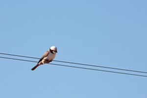 Eurocephalus anguitimens (Eurocéphale à couronne blanche)